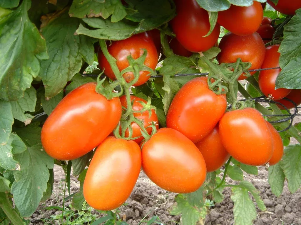 ShantyF1 (TY) Roma Tomato