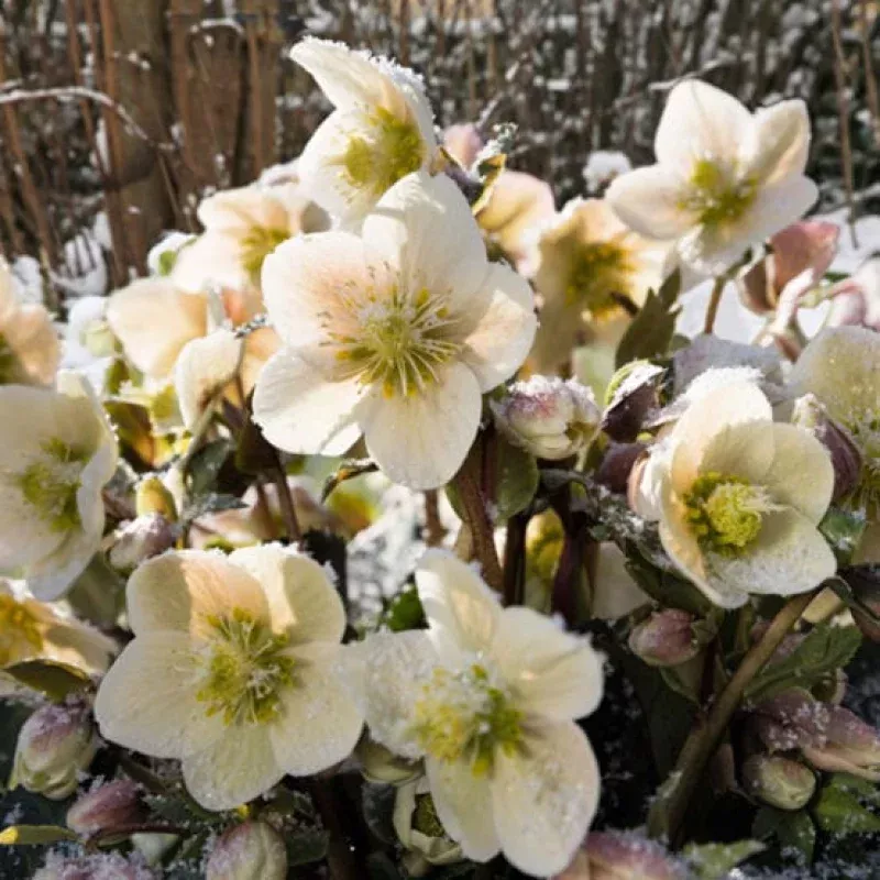 ‘Shooting Star’ Snow Rose | Hellebore Gold Collection