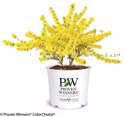 Show Off Forsythia x intermedia