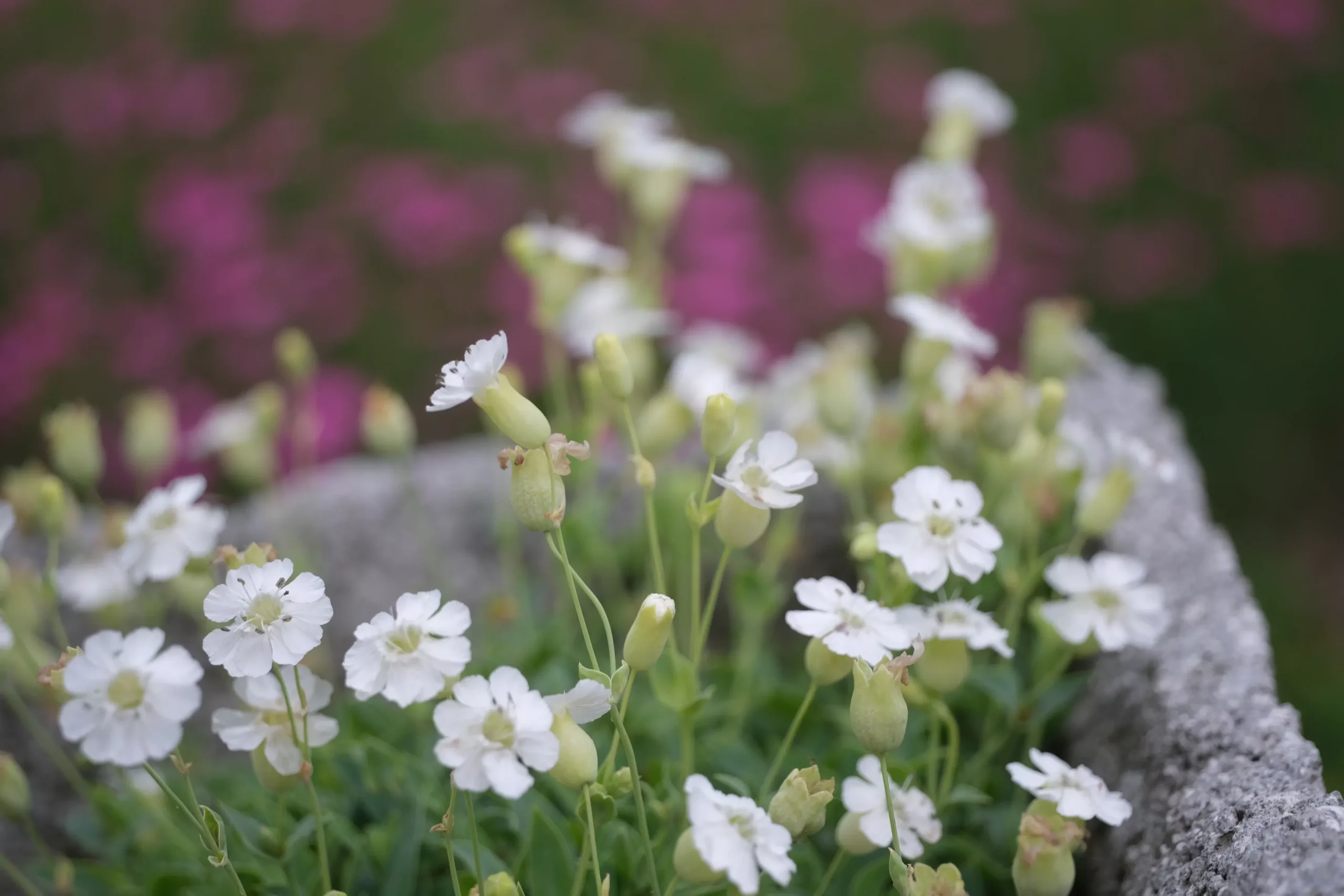 Silene uniflora ‘Weißkehlchen’ | whitethroat catchfly