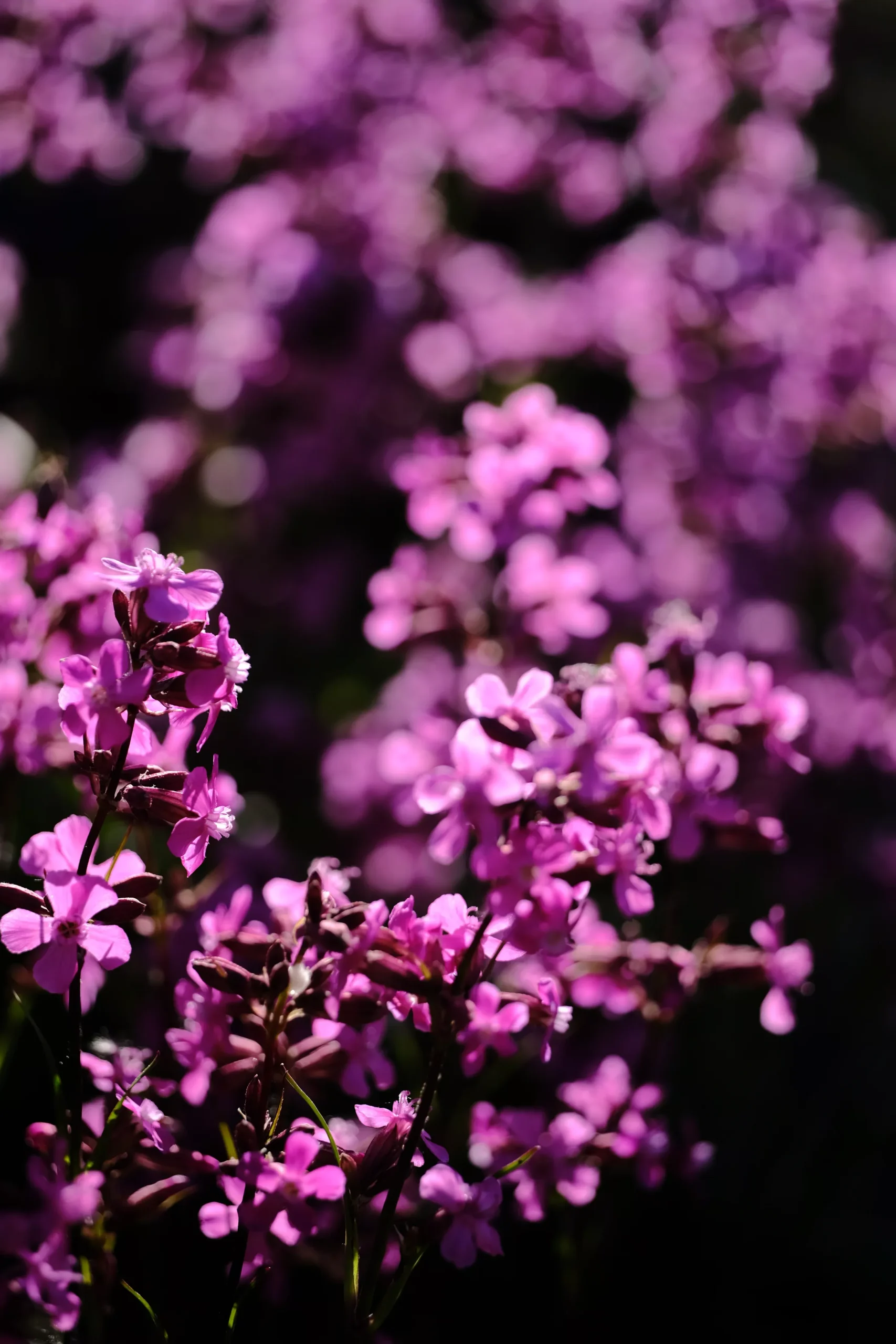 Silene yunnanensis | catchfly
