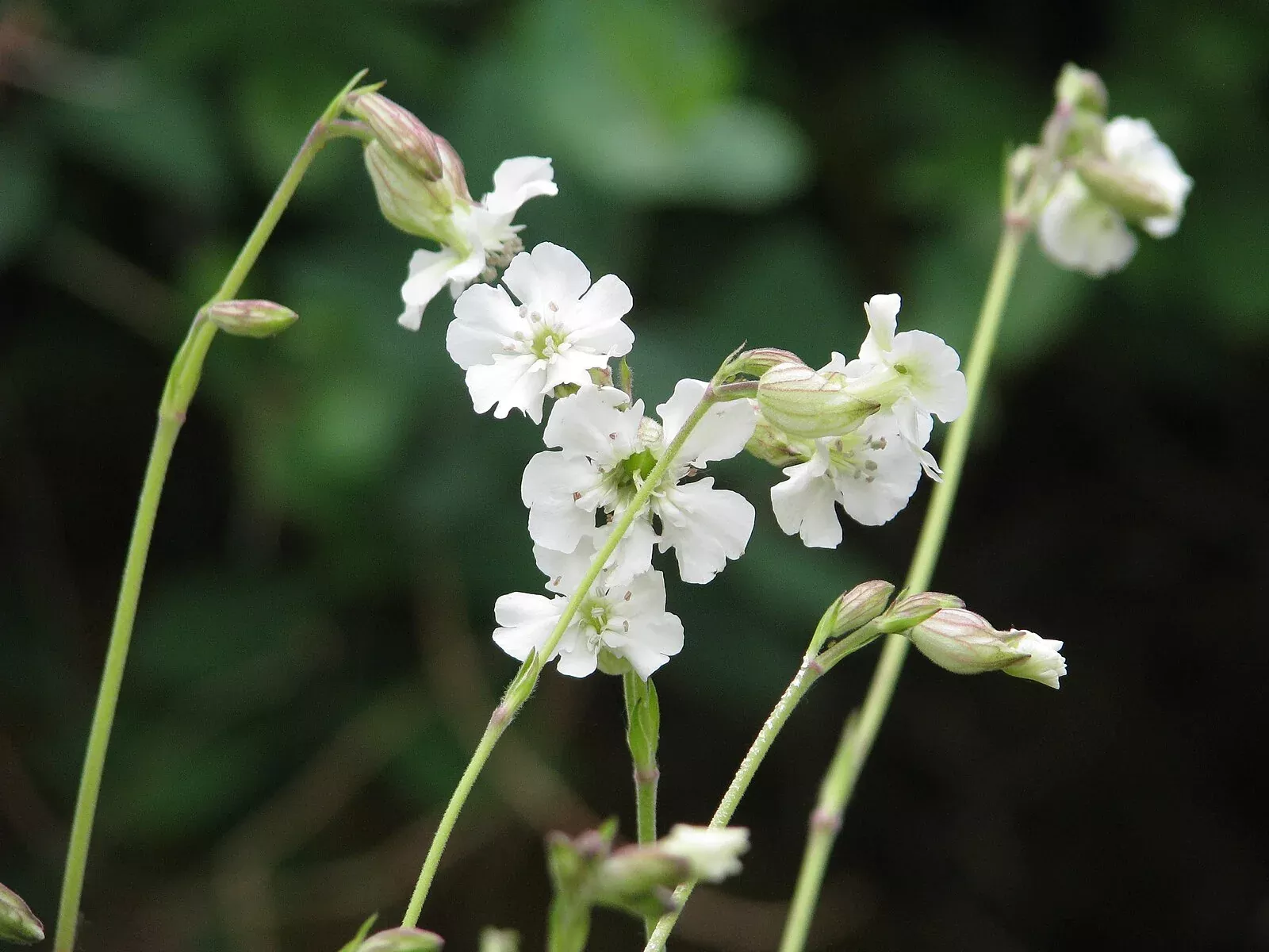 Silene zawadskii | Zawadski's catchfly