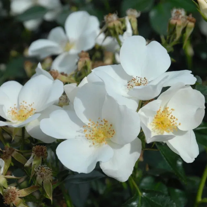‘Silver Ghost’ Shrub Rose