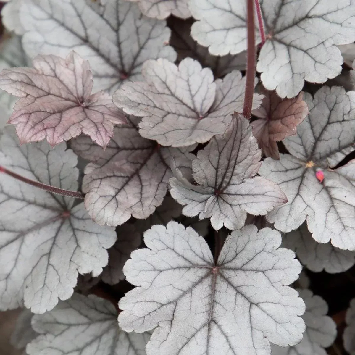Silver Gumdrop Coral Bells