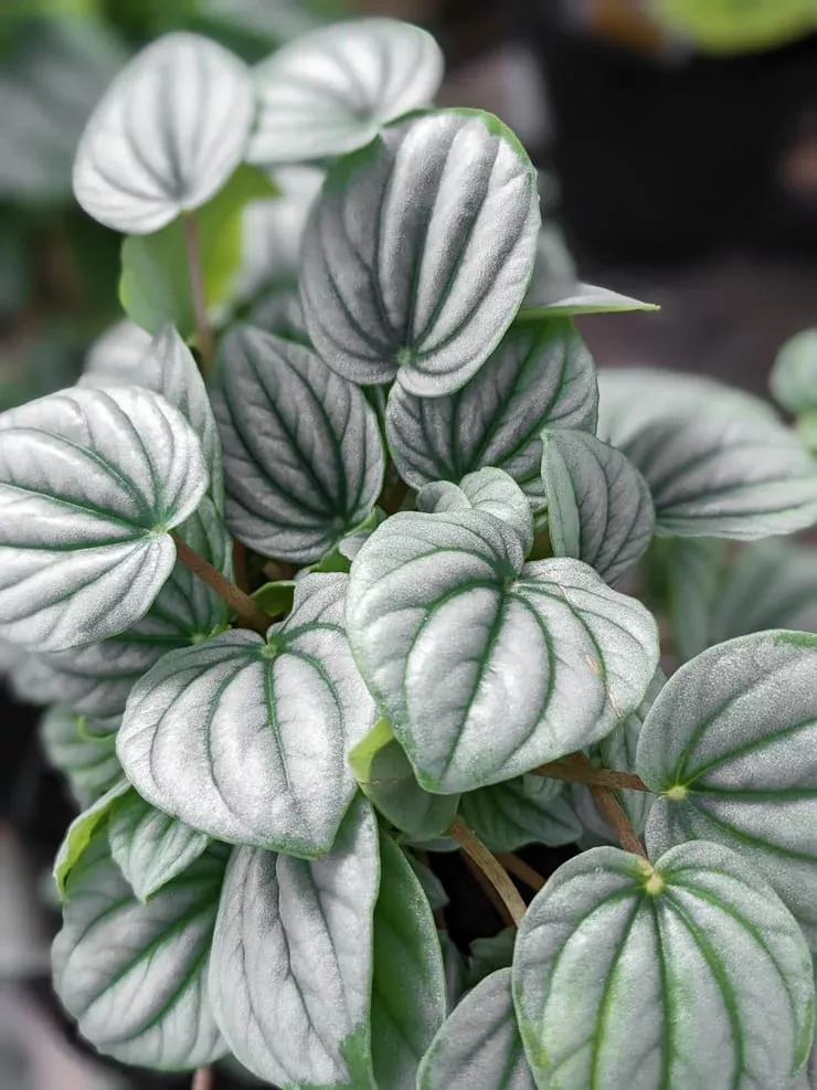 SILVER RIPPLE PEPEROMIA