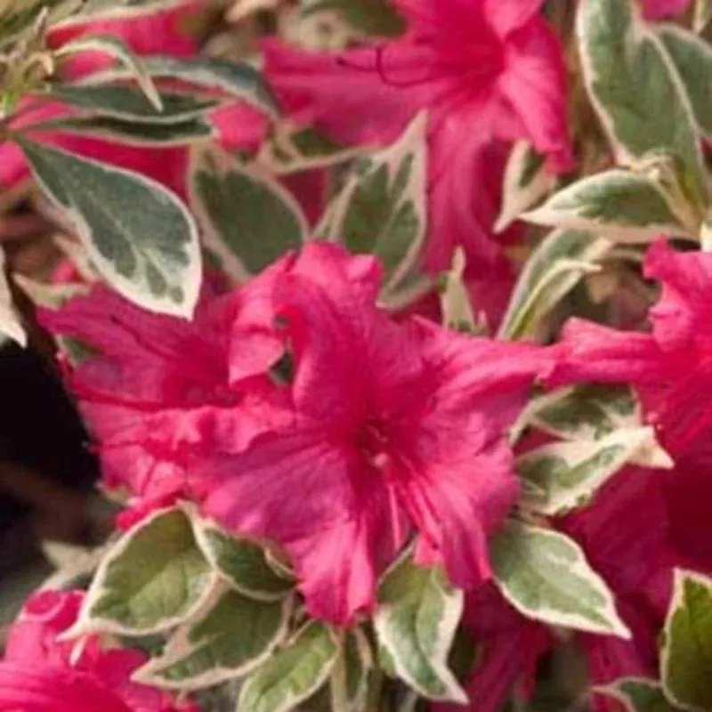 Silver Sword Variegated Azalea