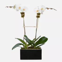 Simply White Orchids
