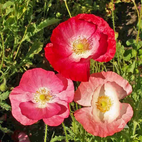 Single Mixed Corn Poppy Seeds - (Papaver rhoeas)