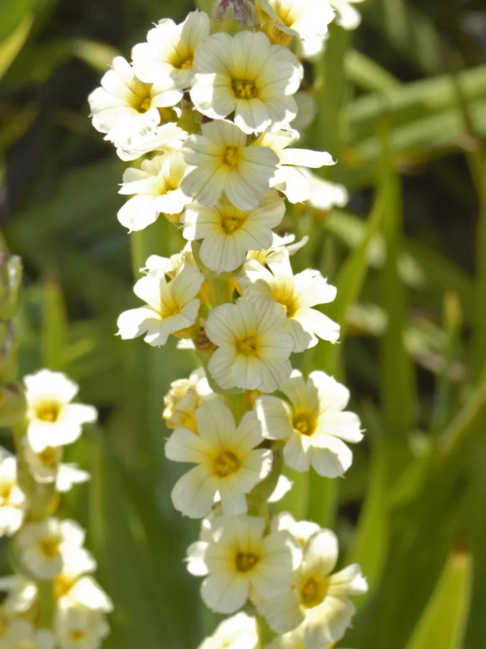 Sisyrinchium striatum | pale yellow-eyed grass