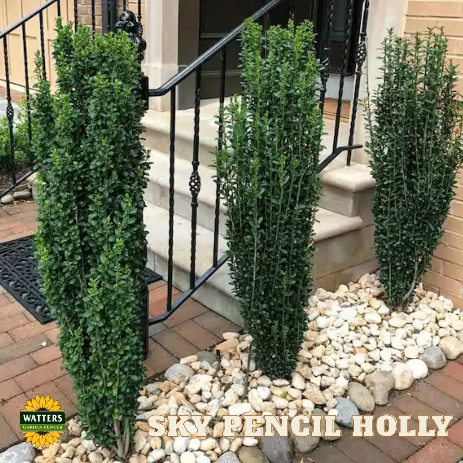 Sky Pencil Holly (ILEX CRENATA SKY PENCIL) – 3 gallon 30″