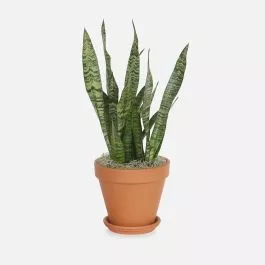 Snake Plant Black Coral – Medio