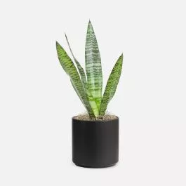 Snake Plant Black Coral – Piccolo