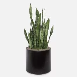 Snake Plant Black Coral – X-Grande