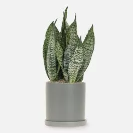 Snake Plant Futura Robusta – Medio