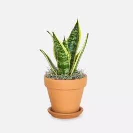 Snake Plant Laurentii - Piccolo