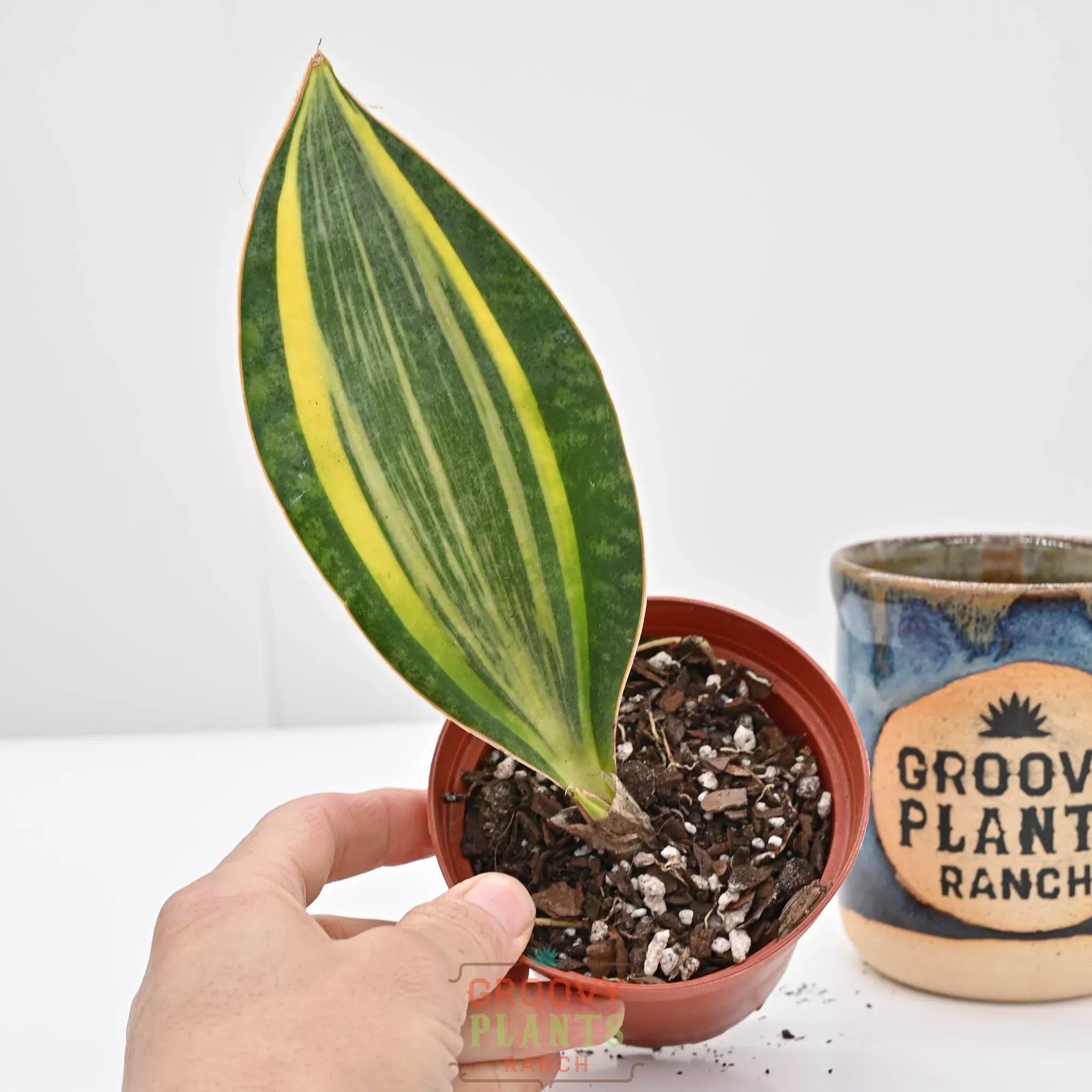 Snake Plant | Sansevieria masoniana 'Variegata'