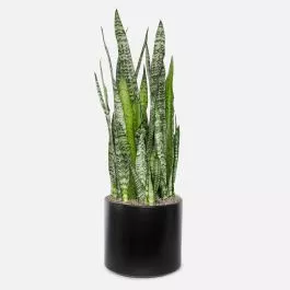 Snake Plant Zeylanica - Grande