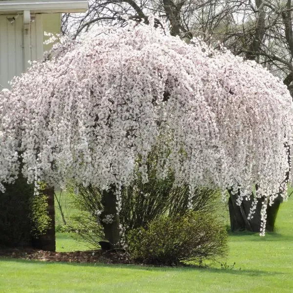 Snow Fountains Weeping Cherry Tree