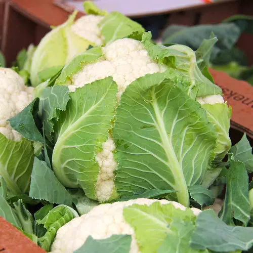 Snowball Y Improved Cauliflower Seeds – (Brassica oleracea)
