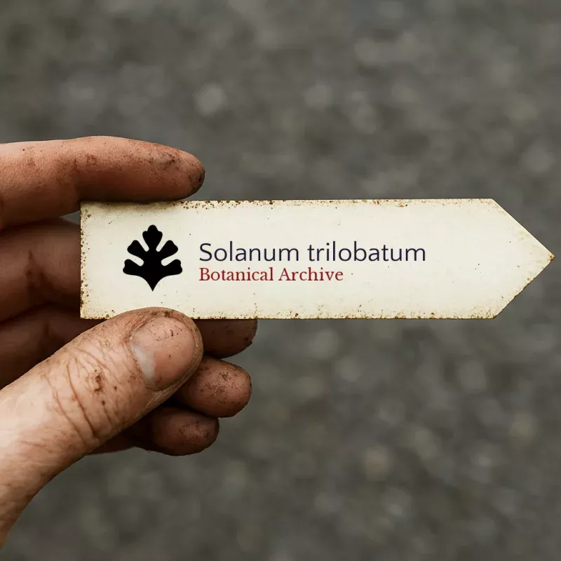 Solanum trilobatum SEEDS