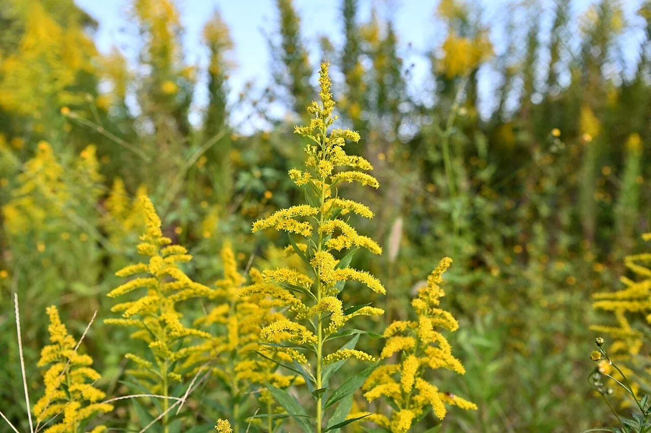 Solidago altissima | tall goldenrod