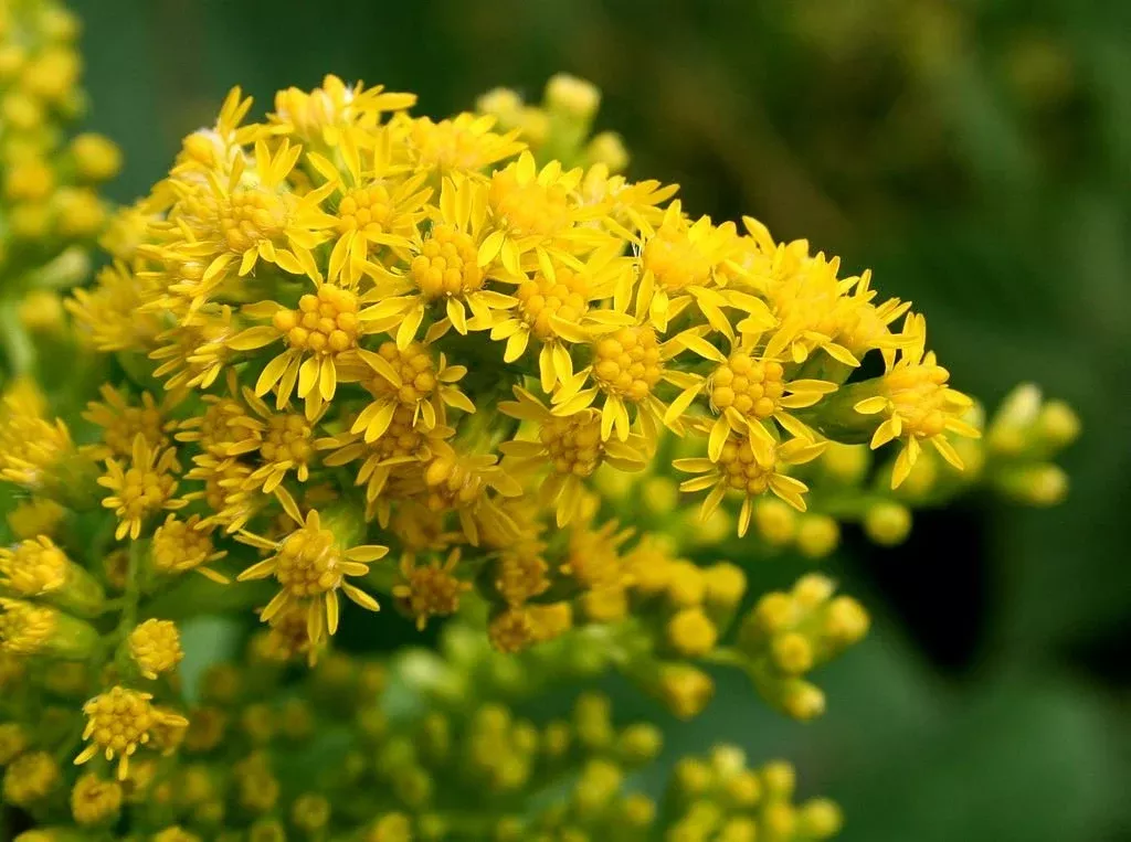 Solidago gigantea | giant goldenrod
