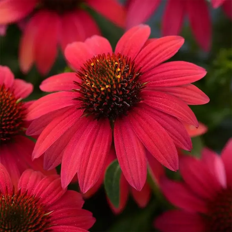 Sombrero Baja Burgundy Coneflower