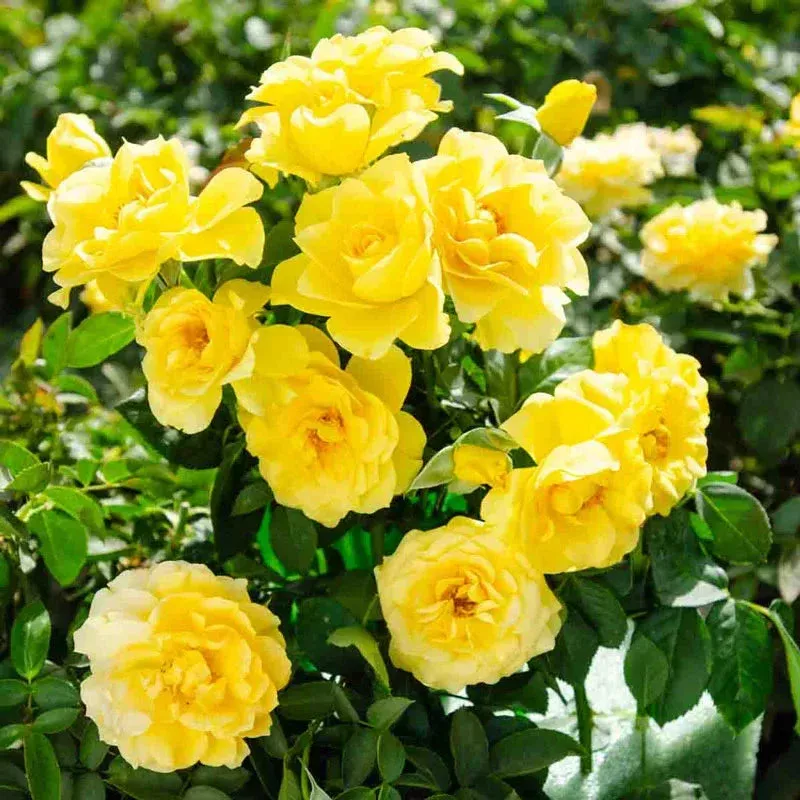 Sparkle & Shine Floribunda Rose