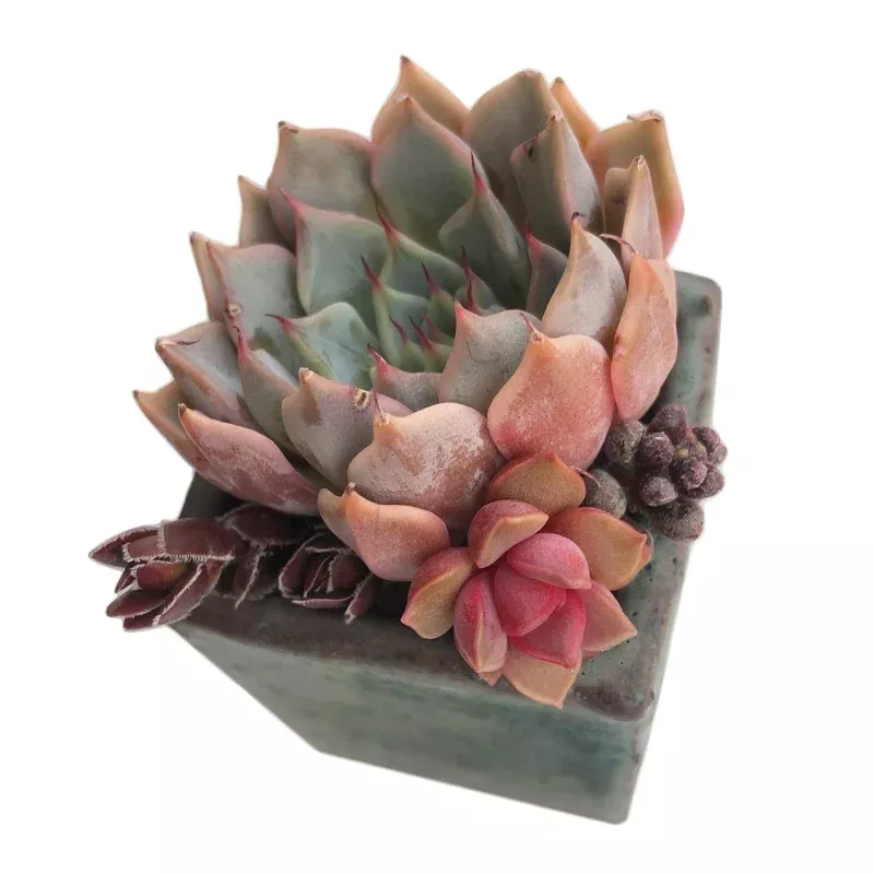 SPECIAL! JUST CART!! Small Set- Pot + Plants + Soil (If Sold Out, Please Read)
