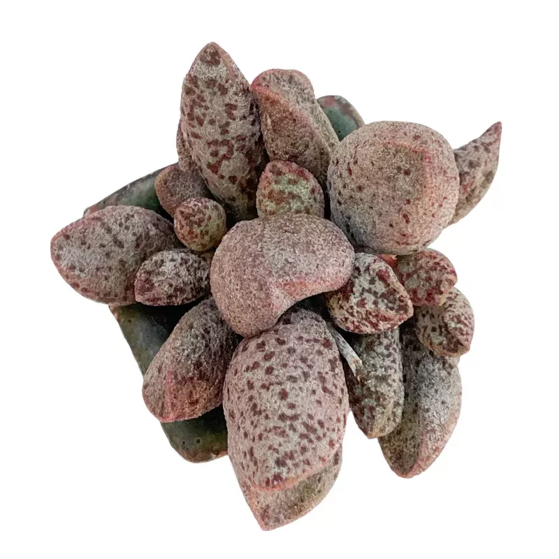 SPECIAL REQUEST- Adromischus Coffee Beans