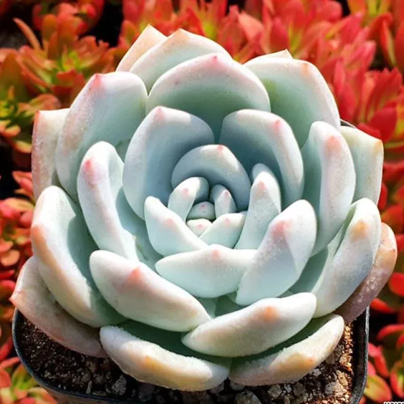 ***SPECIAL REQUEST***- Echeveria Ivory