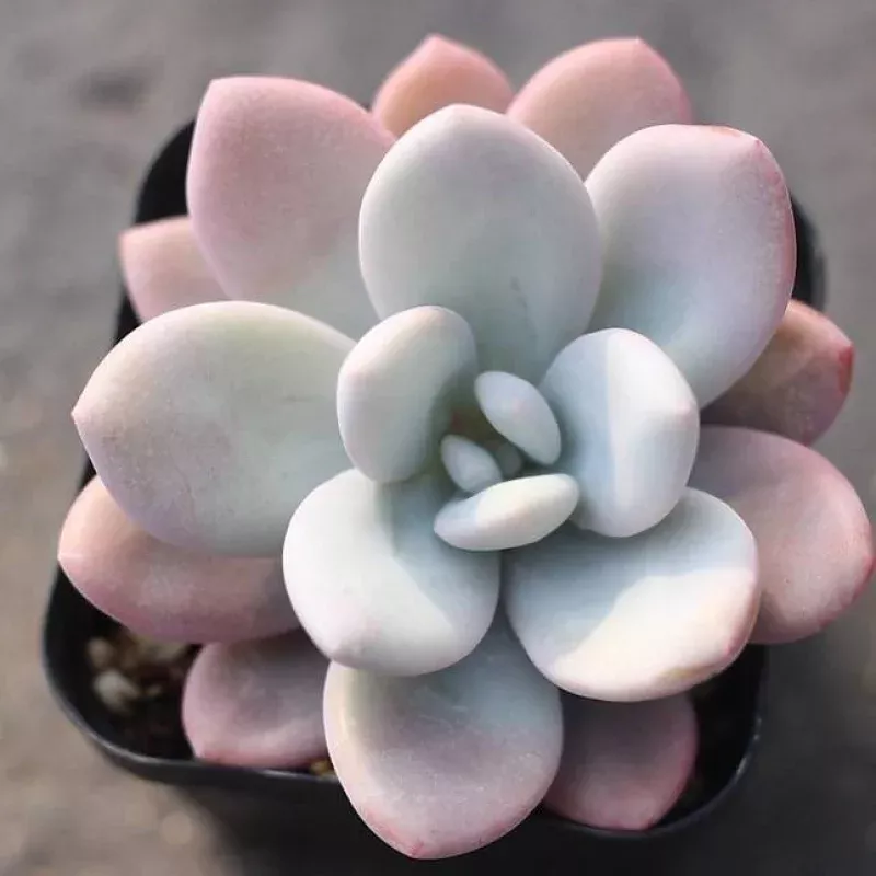 **SPECIAL REQUEST*** Echeveria Raon, (Large)