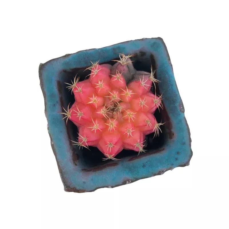 SPECIAL REQUEST- Gymnocalycium Baldianum, Variegata