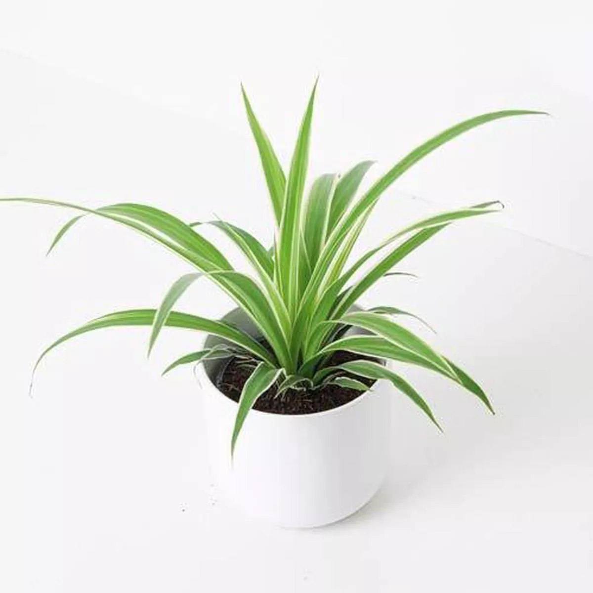 Spider Plant Chlorophytum Comosum Ocean 8211 12cm