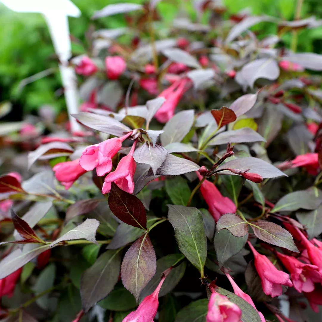 Spilled Wine-Weigela