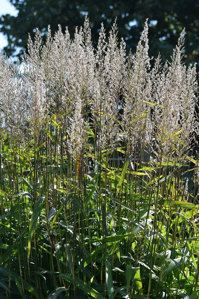 Spodiopogon sibiricus | frost grass