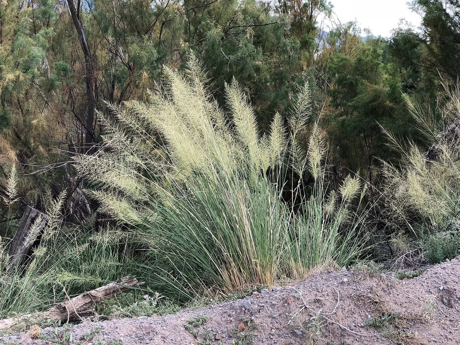 Sporobolus wrightii | big sacaton