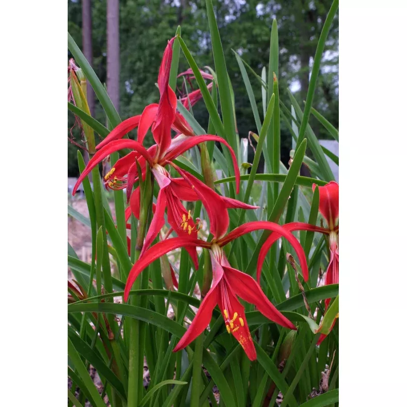 Sprekelia formosissima Early Riser