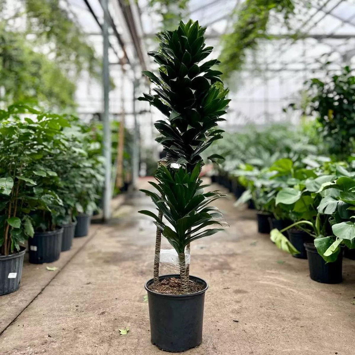 Staggered Janet Craig Dracaena fragrans 8216Compacta8217 8211 12 inch pot 8211 5-55 foot tall