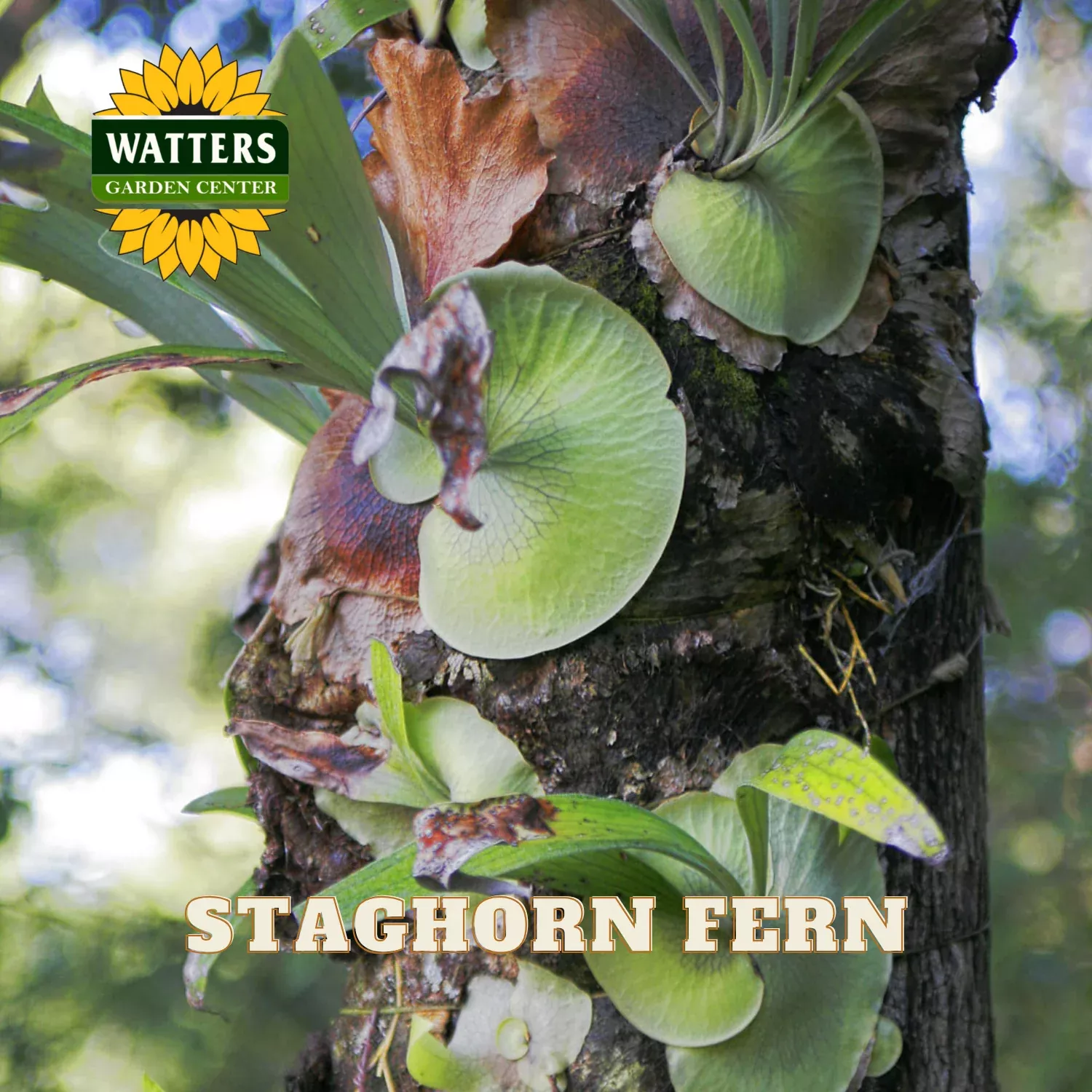 STAGHORN FERN6 IN.