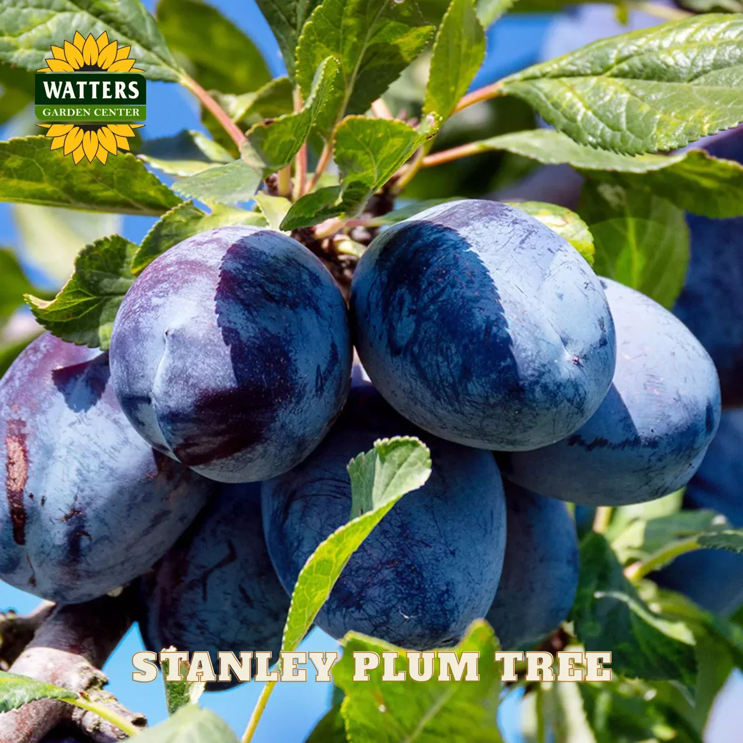 STANLEY PLUM TREE 7gal