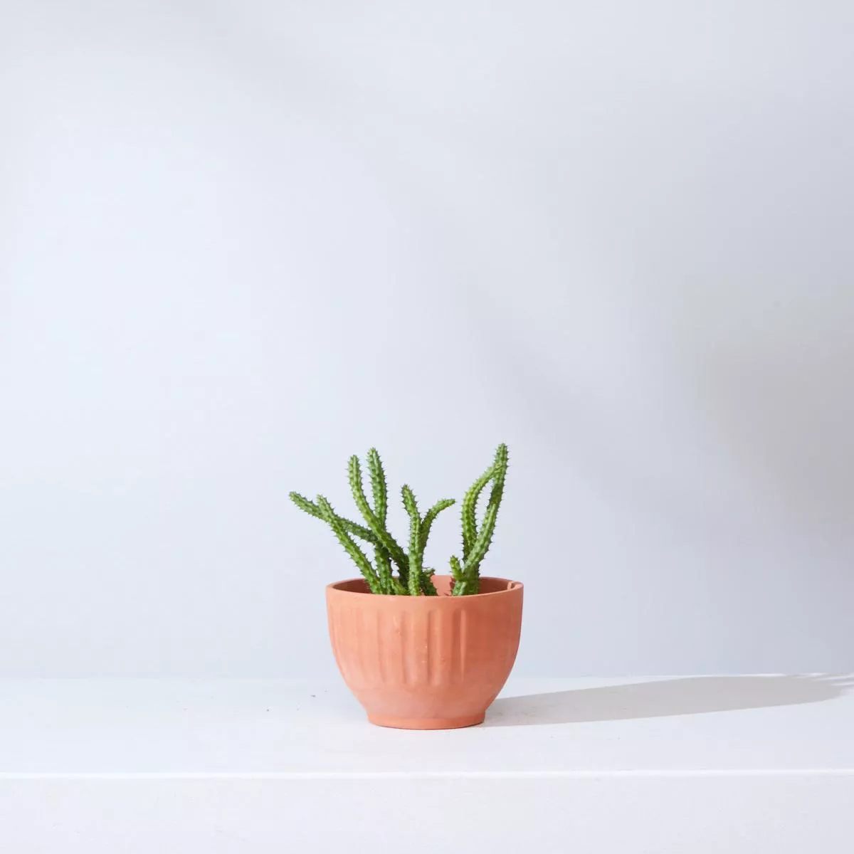 STAPELIA 4″ Grower Pot