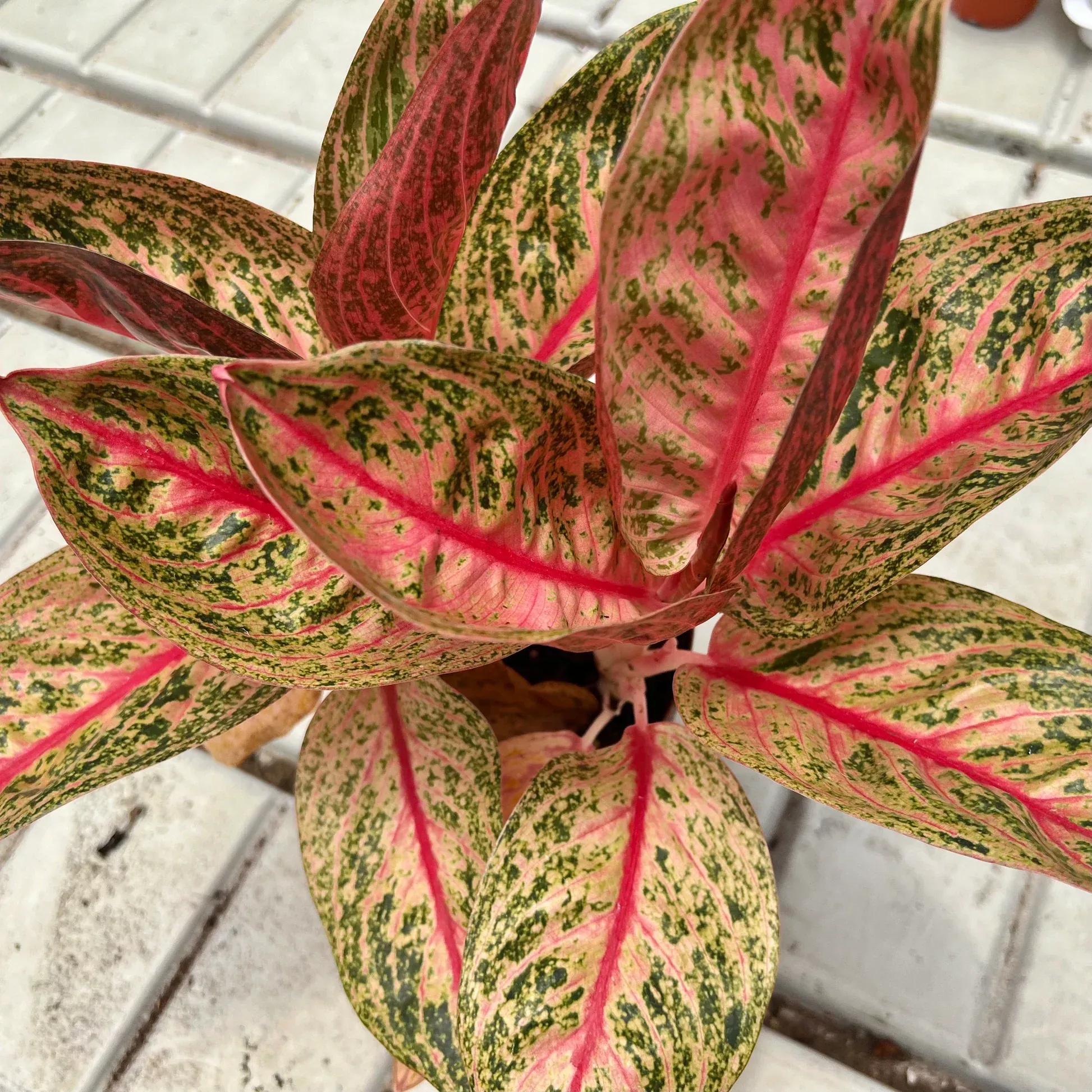 STARSHINING CHINESE EVERGREEN 6in