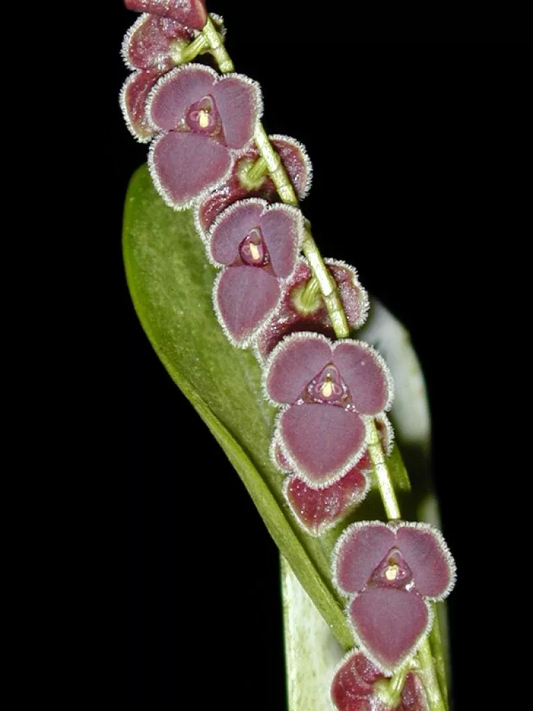 Stelis patens