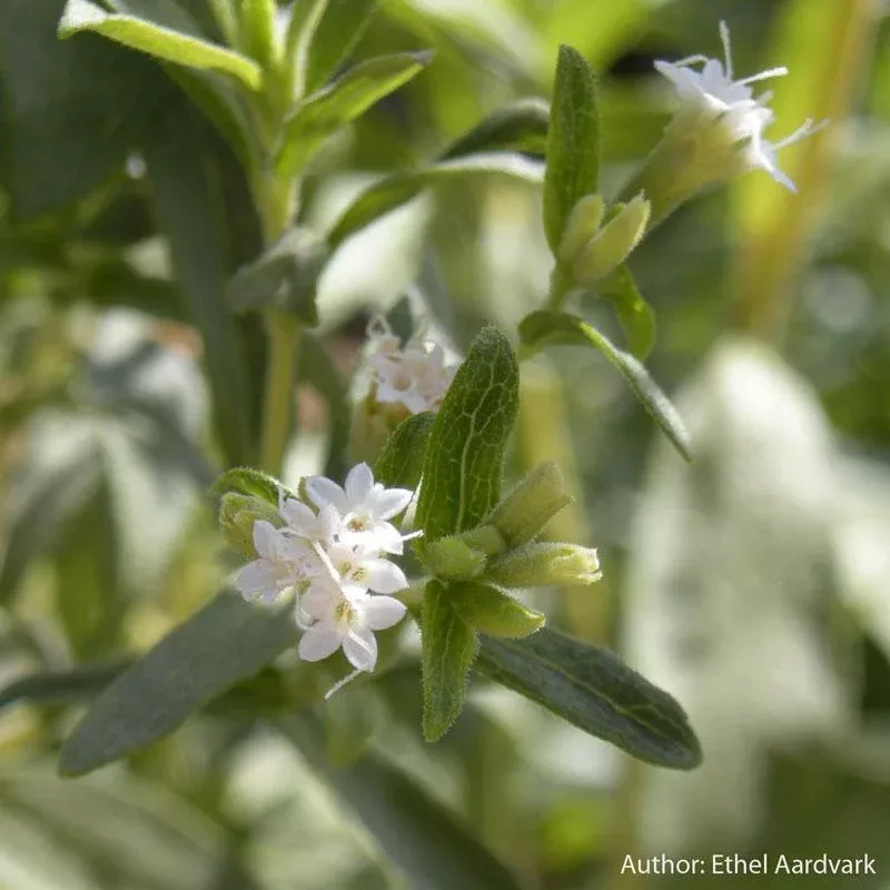 Stevia Seeds (Organic)