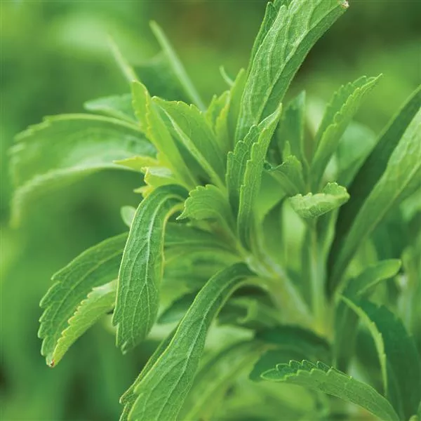 Stevia Sweet Leaf - 4.33