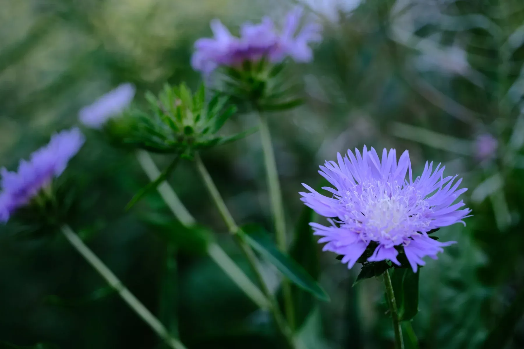 Stokesia laevis | Stoke’s aster