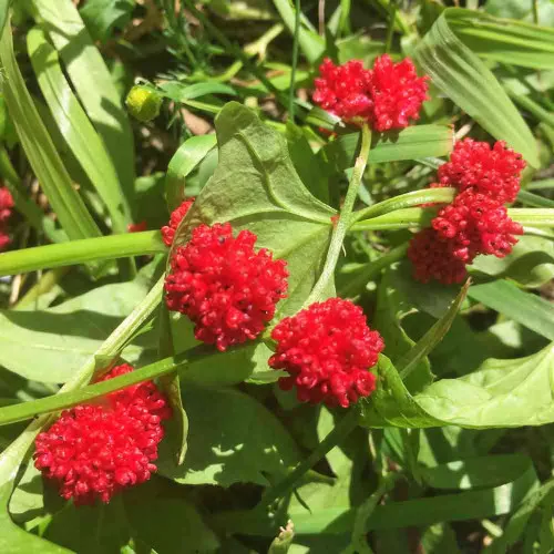 Strawberry Spinach Seeds - (Chenopodium capitatum)