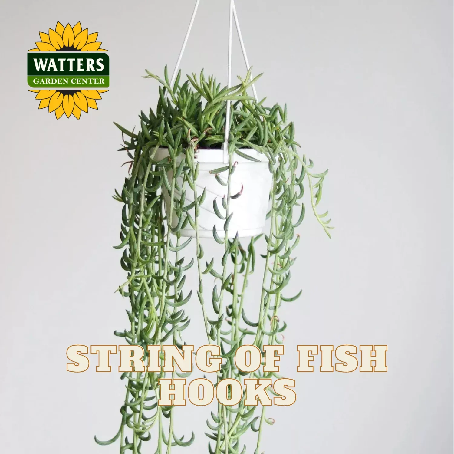 STRING OF FISH HOOKS 6in
