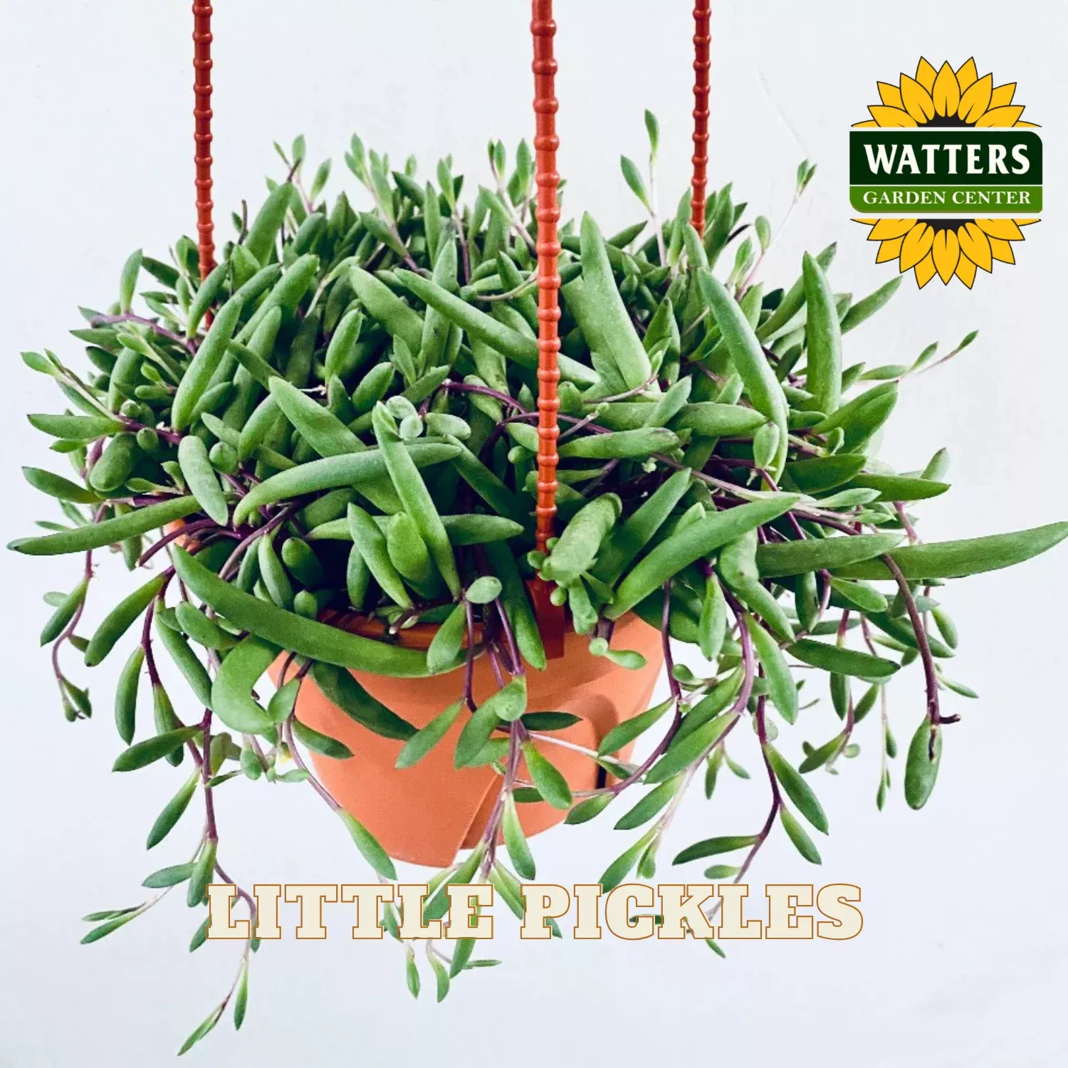 STRING OF LITTLE PICKLES 6in HANGING